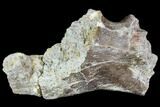 Fossil Synapsid, Dimetrodon or Edaphosaurus Skull Section - Texas #106997-1